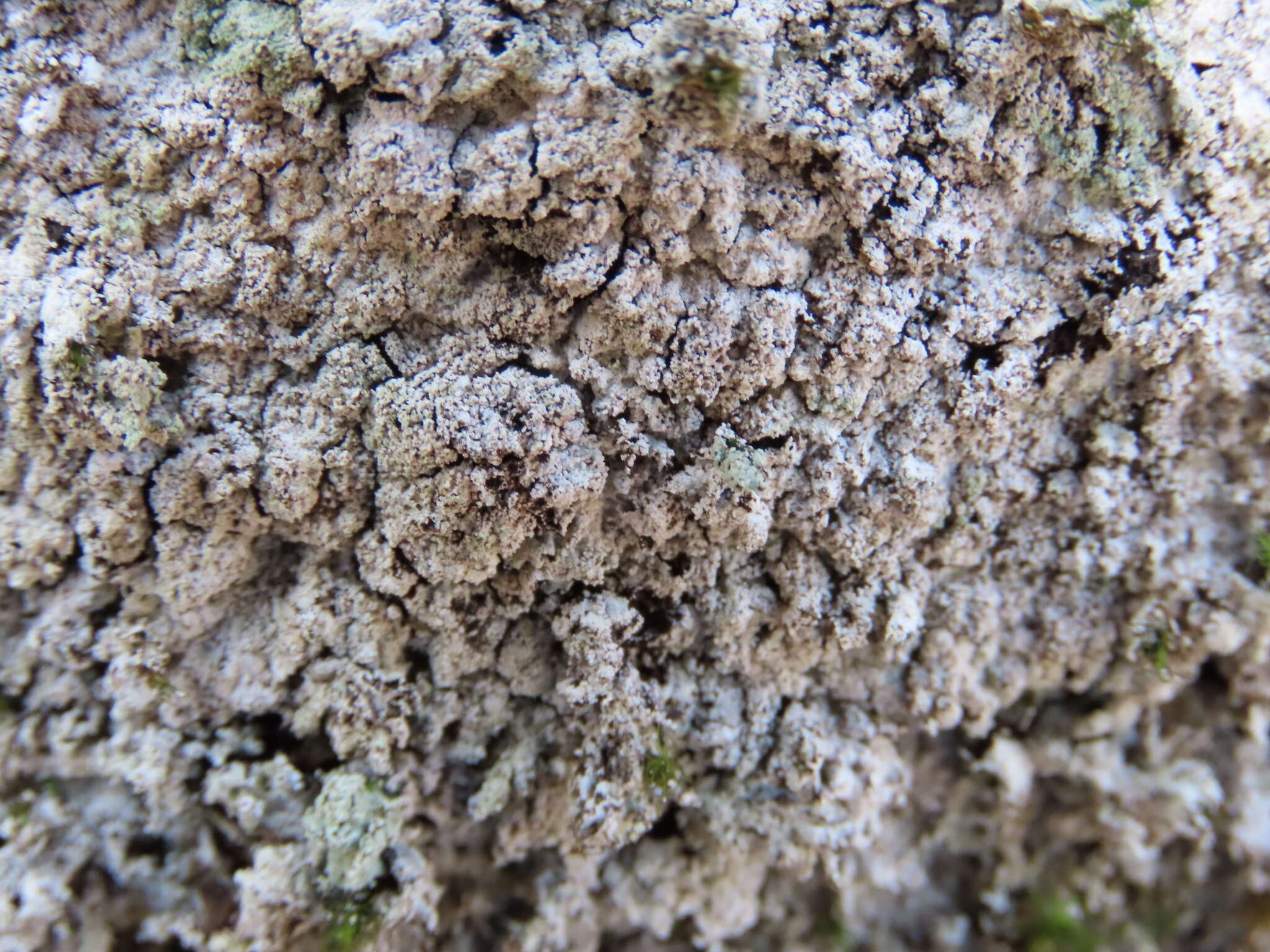 Image of Yasuda's crabseye lichen