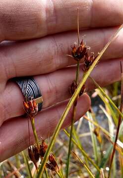 Imagem de Juncus castaneus subsp. castaneus