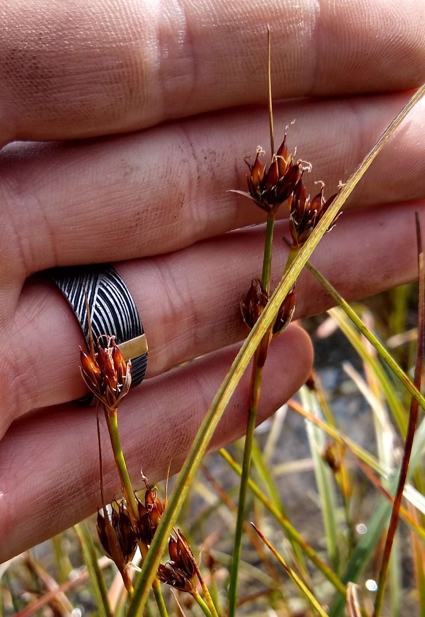 Image de Juncus castaneus subsp. castaneus