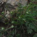 Sivun Chaerophyllum nanhuense (Chih H. Chen & J. C. Wang) K. F. Chung kuva