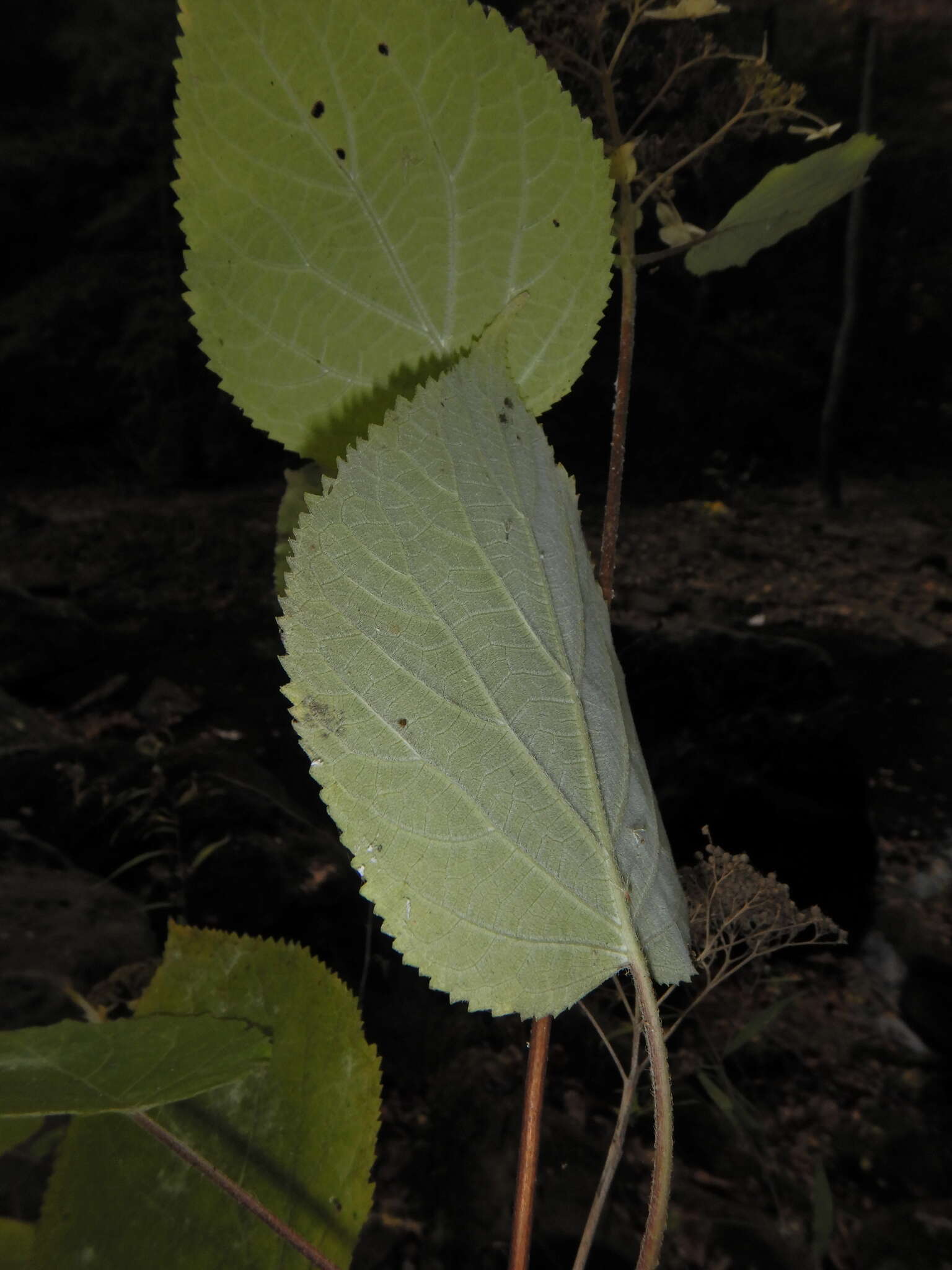 Imagem de Hydrangea cinerea Small