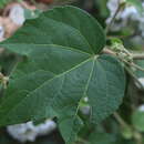 Image of Robinsonella lindeniana (Turcz.) Rose & E. G. Baker