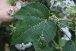 Image of Robinsonella lindeniana (Turcz.) Rose & E. G. Baker