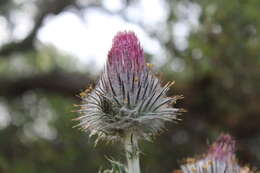 Imagem de Cirsium occidentale var. occidentale