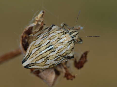 Image of <i>Odontotarsus robustus</i>