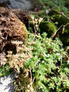 Слика од Sedum monregalense Balbis