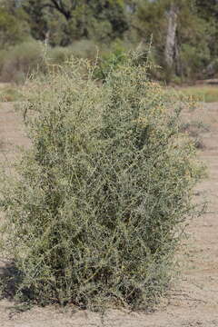 Image of Chenopodium nitrariaceum (F. Müll.) F. Müll. ex Benth.
