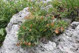 Слика од Trifolium polyphyllum (C. A. Mey.) Latsch.