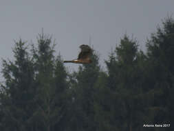 Image of Hen Harrier