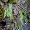 Polystichum thomsonii (Hook. fil.) Bedd.的圖片