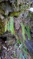 Plancia ëd Polystichum thomsonii (Hook. fil.) Bedd.