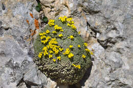 Image of Draba rigida Willd.