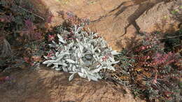 Sivun Gamochaeta stachydifolia (Lam.) Cabrera kuva