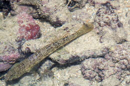 Image of Maude&#39;s shrimpgoby