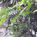 Image of <i>Disocactus anguliger</i>