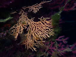 Image of yellow gorgonian