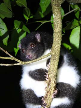 Image of Herbert River Ringtail Possum