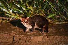 Image of Flat-headed Cat