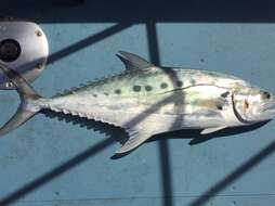 Image of Talang queenfish