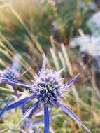 Eryngium amethystinum L. resmi