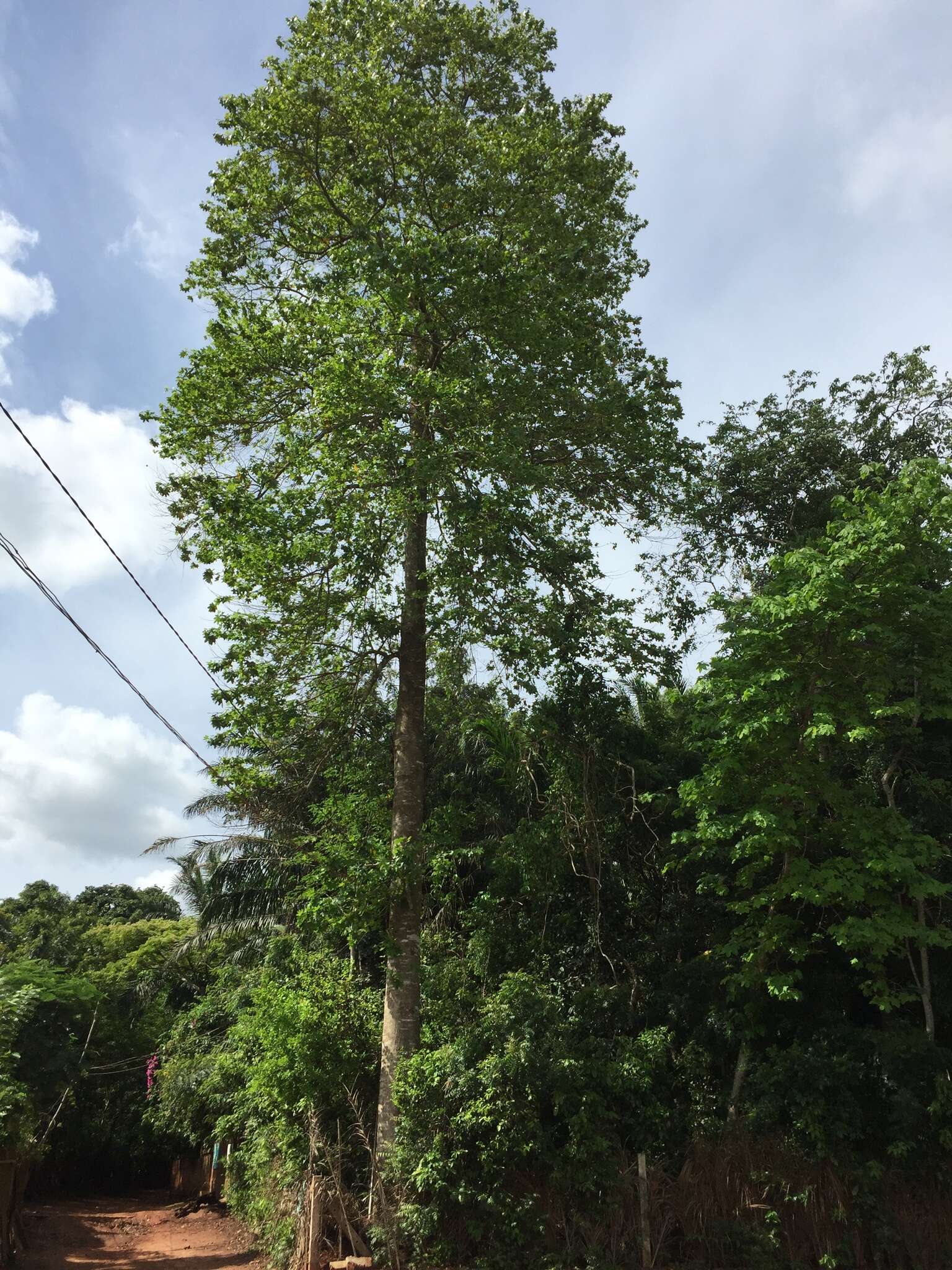 Image of African Maple