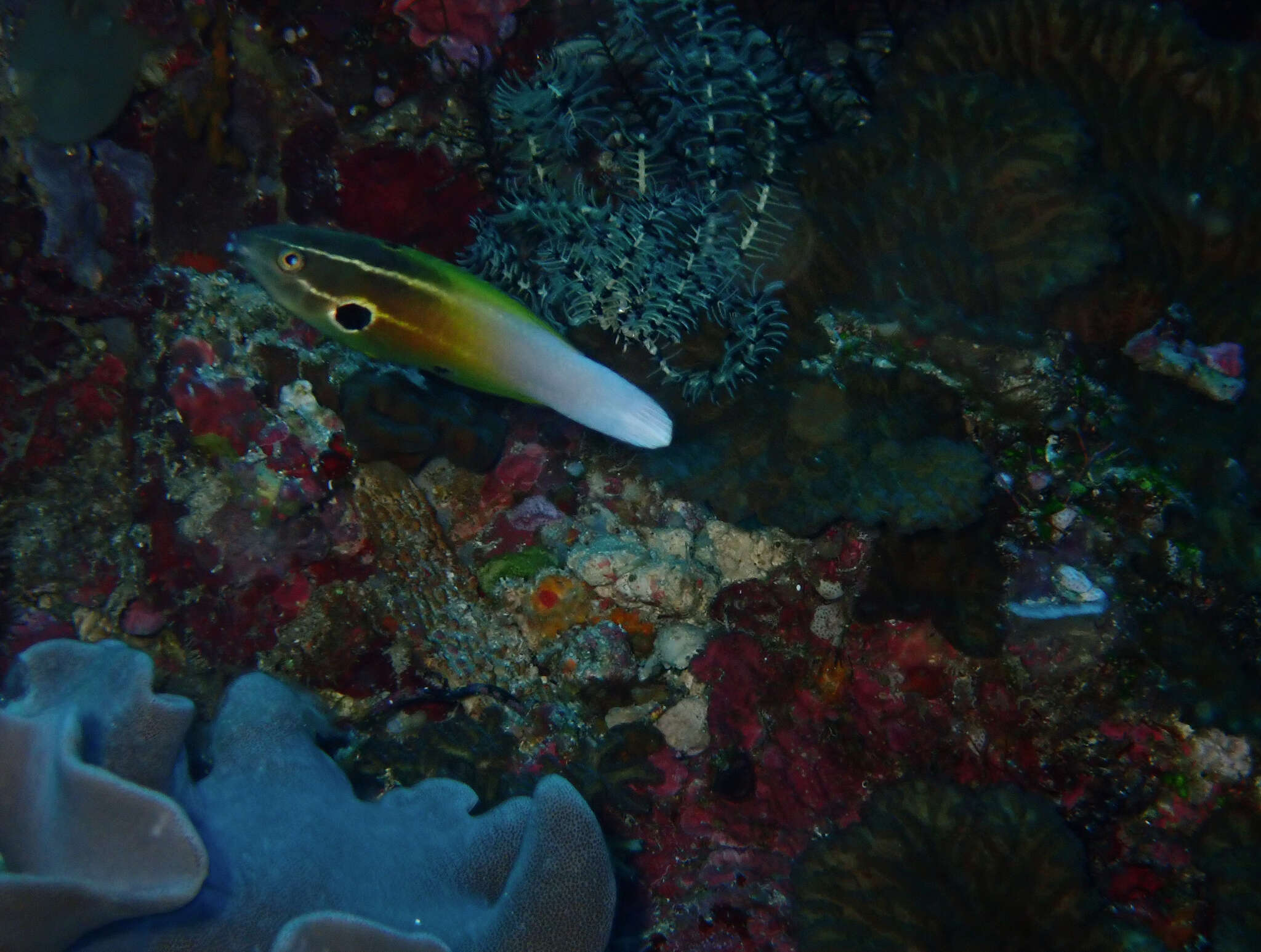 Image of Allen's tubelip wrasse