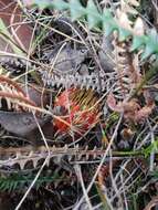 Image of Banksia obtusa (R. Br.) A. R. Mast & K. R. Thiele