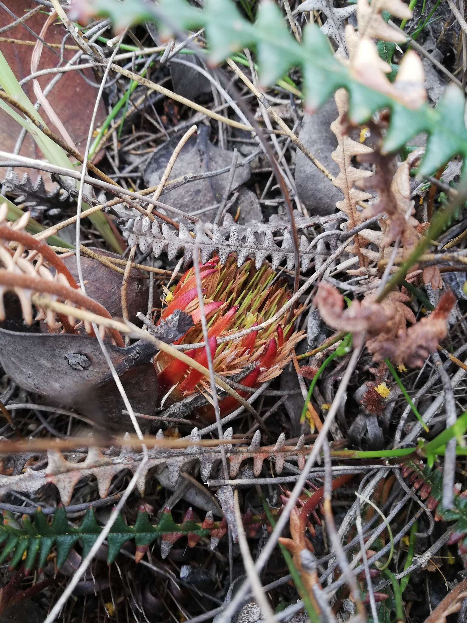 Image of Banksia obtusa (R. Br.) A. R. Mast & K. R. Thiele