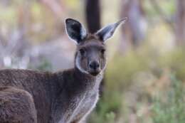 Macropus fuliginosus melanops Gould 1842 resmi