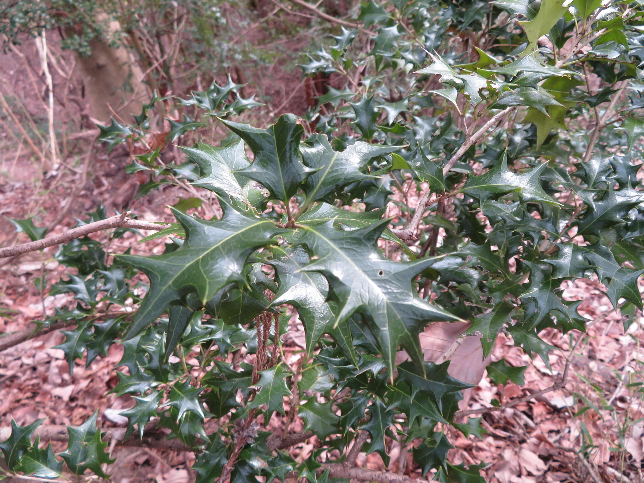 Image of holly osmanthus