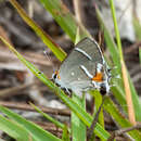 Image of Bartram's hairstreak Butterfly