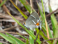Image of Bartram's hairstreak Butterfly