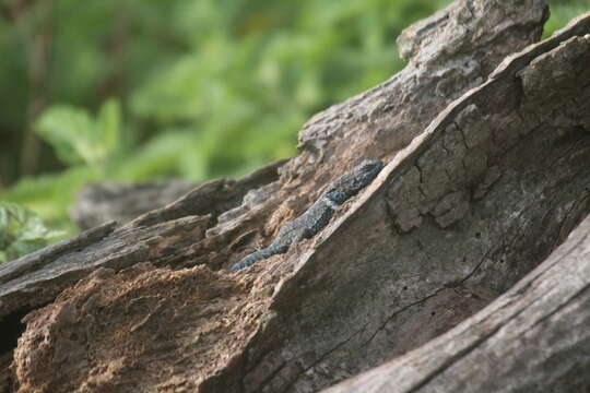 Image of Socorro Island Tree Lizard