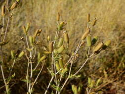 Image of wavyleaf blazingstar