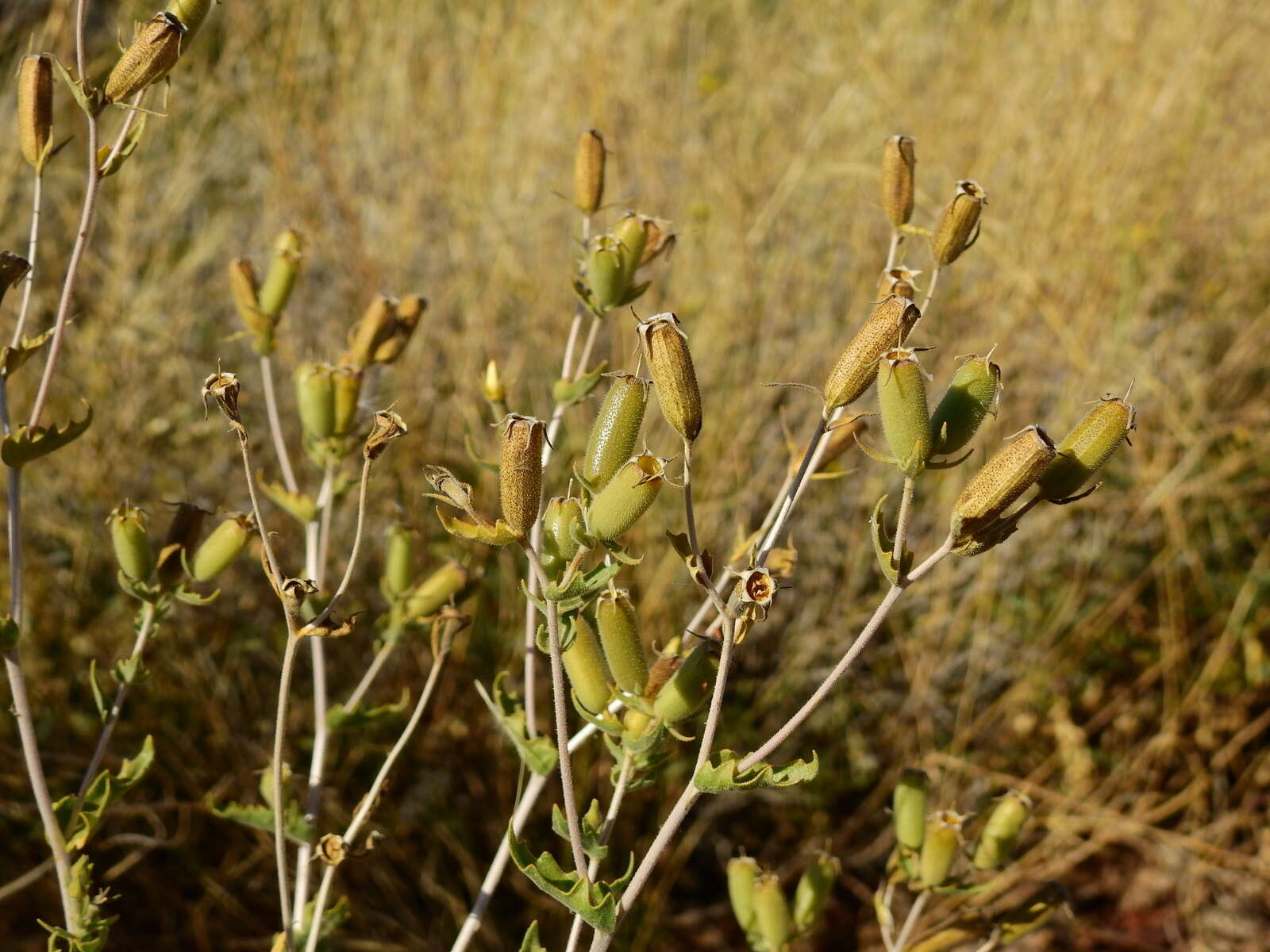 Image of wavyleaf blazingstar