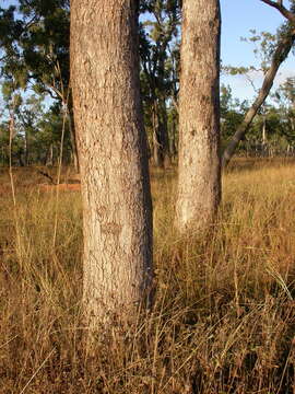 Image de Eucalyptus leptophleba F. Müll.