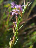 Plancia ëd Lythrum californicum Torr. & Gray