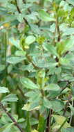 Image of Baccharis conferta Kunth