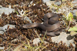 Image of White-lipped snake