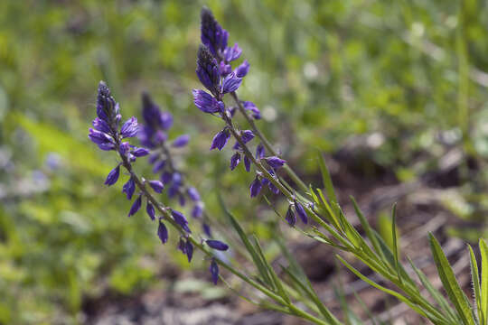 Image of tufted milkwort