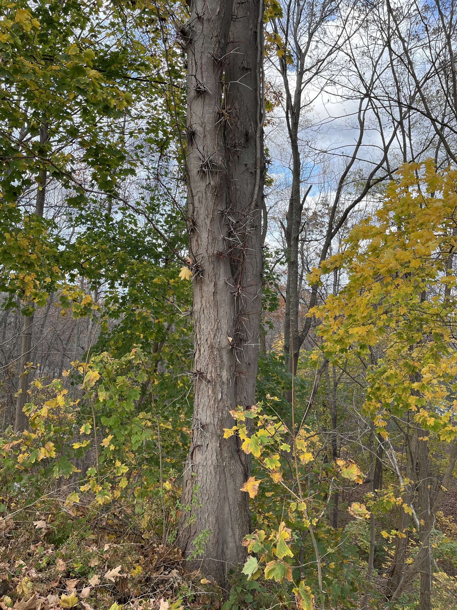 Image of Gleditsia triacanthos f. triacanthos