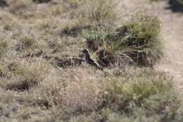 Chondestes grammacus strigatus Swainson 1827 resmi