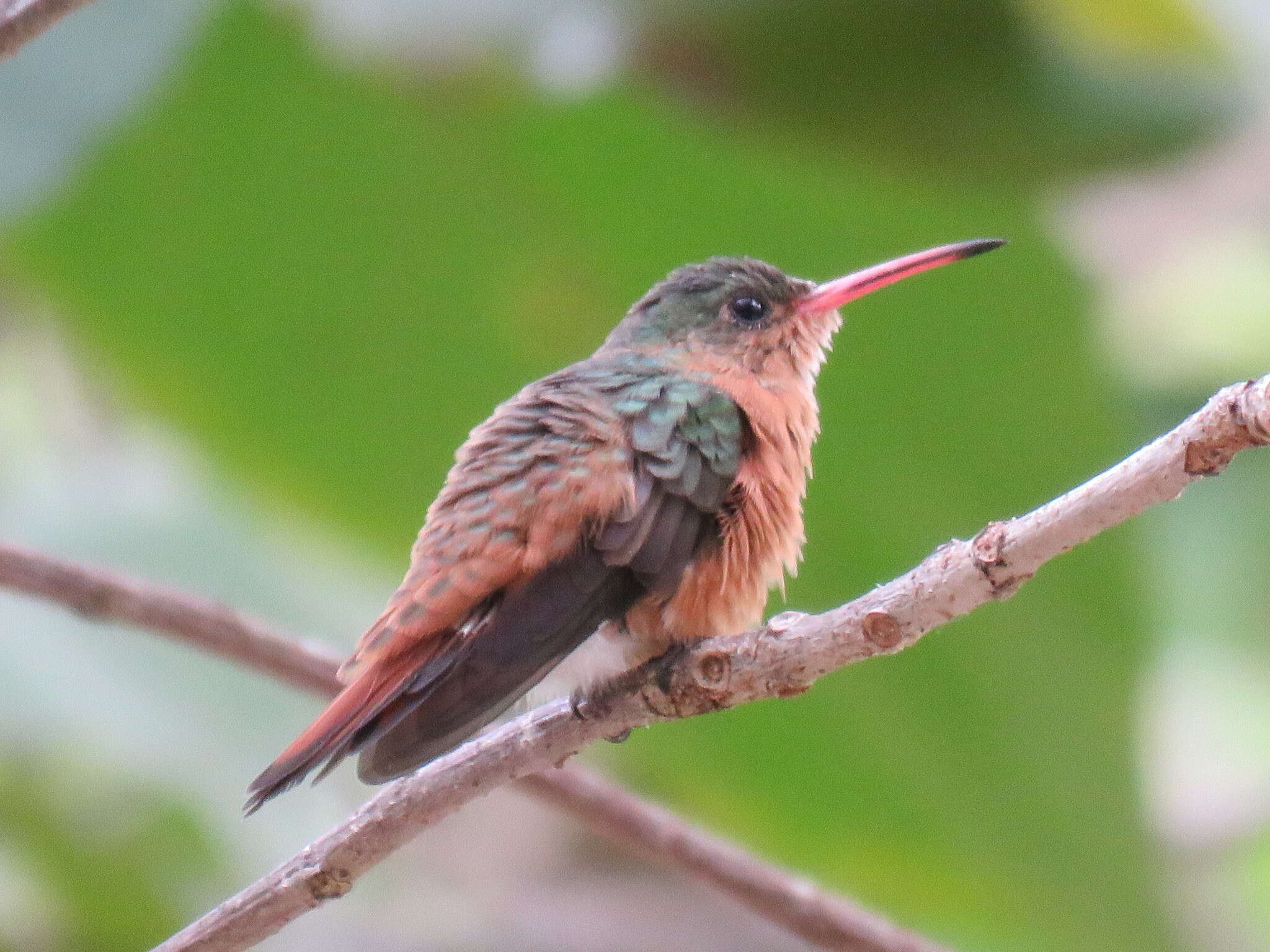 Image of Cinnamon Hummingbird