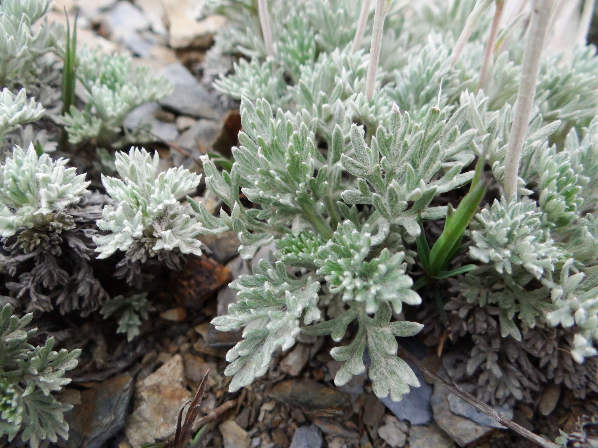 Image of Artemisia kawakamii Hayata