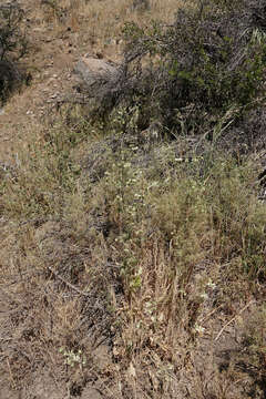 Image of Loasa prostrata Gill. ex Arn.