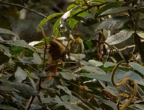 Image of Philydor erythrocercum ochrogaster Hellmayr 1917