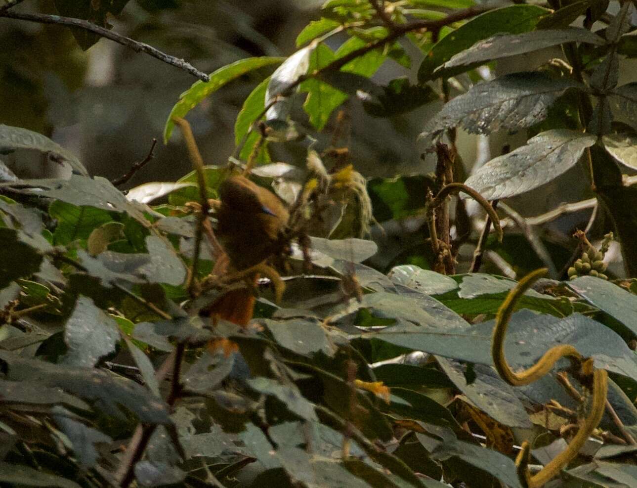 Image of Philydor erythrocercum ochrogaster Hellmayr 1917