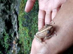 Image of Fiji Tree Frog