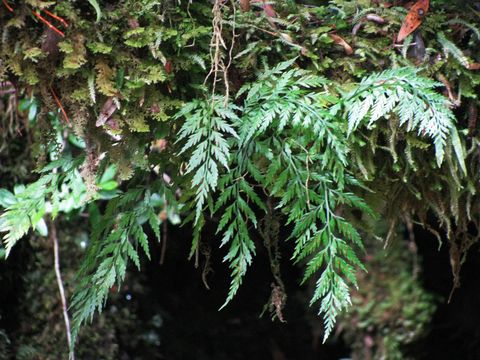 Image of <i>Asplenium bulbiferum</i> G. Forst.