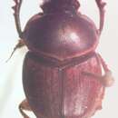 Image of Onthophagus gazellinus Bates 1887